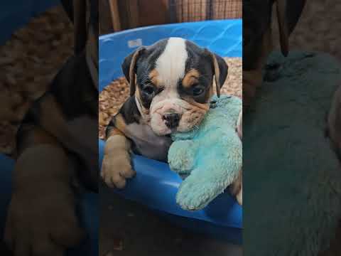 cuteness overload #oldeenglishbulldog #oldeenglishbulldogge #puppiesforsale #puppiesofyoutube #cute