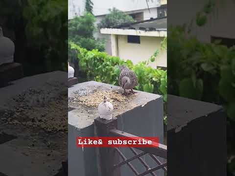 Bird's photography video loving #shir wildlife