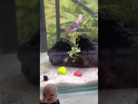 Betta Fish #bettafish #female #aquarium #viralvideo #youtubevideo