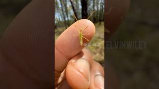 Pale Green Assassin Bug Nymph Handling!