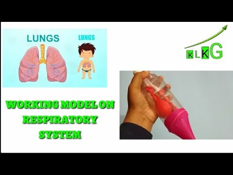 Working model of science lungs