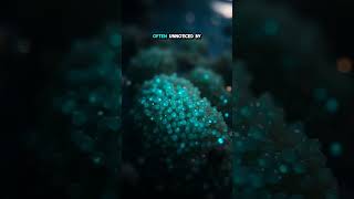Glowing Algae: Nature’s Secret Light Show, #NatureMysteries #GlowingAlgae #OceanSecrets