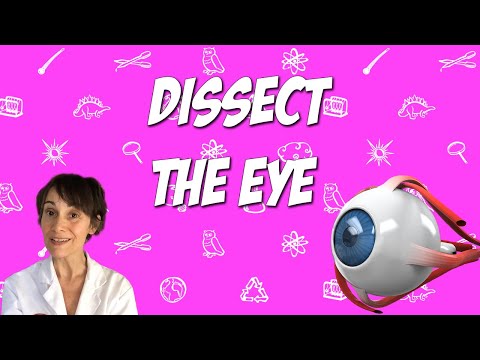 Dissect the Eye