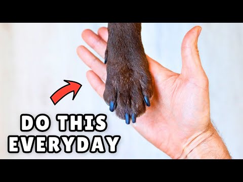 Everything That Makes Dogs Truly Happy 💛 (According To Science)