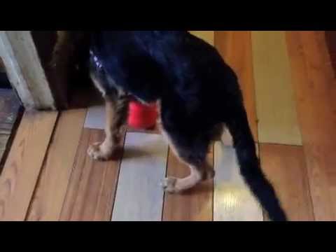 Mystique Playing with Kong Wobbler