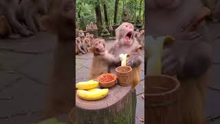 Monkey Takes One Bite and Regrets It Forever #InstantRegret #MonkeyFunny #ChiliPower #ViralAnimal