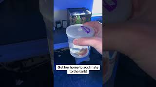 Buying A Betta Fish
