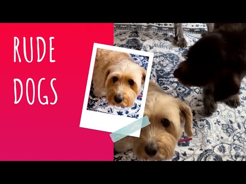 Rude Dogs! New beds for the ungrateful 😂