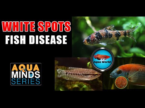 White Spots Fish Treatment | How to treat White Spots in Fish | Ich treatment