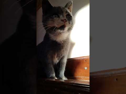 sneak peak of my family’s cat