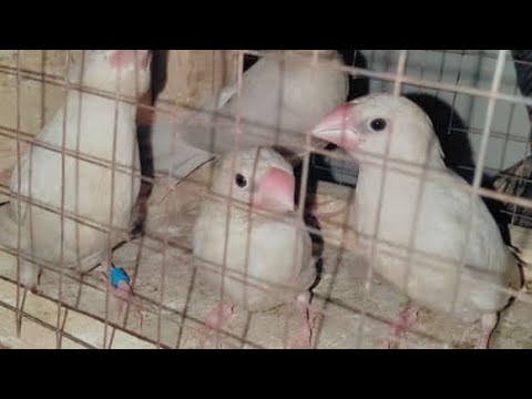 Information of my love birds and jawa