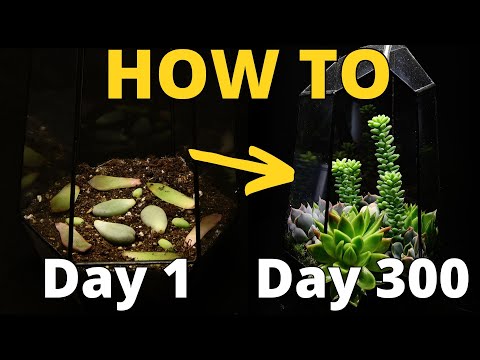 How to Propagate Succulents from a Single Leaf 🌱 | Easy Step-by-Step Guide