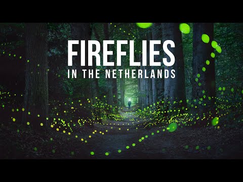 The Making Of 'A Forest Full of Fireflies'