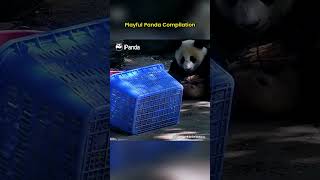 Playful Panda Compilation. You Voted For This! | iPanda #shorts