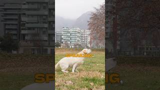 Defining Isolation in Technical Terms #dogtraining #dog #shorts