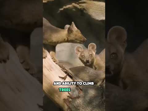 Meet the Fossa: Madagascar’s Top Hunter and Tree Climber