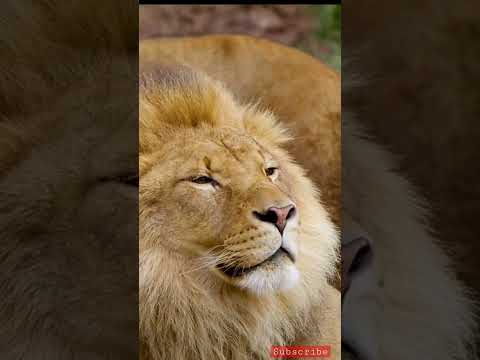 Order is an order from King #lionking #lion #king #attitude #love #animals #shortsvideo #foryou