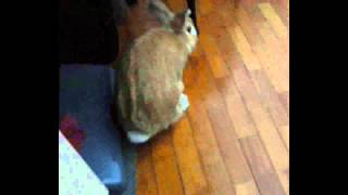 Snuggles Super Binky