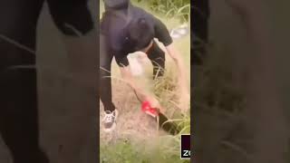 GRASS CUTTER #grasscuttingmachine #WEEDCUTTER #grasshopper #agritools BRUSH CUTTER