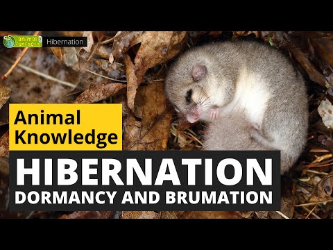 All About Hibernation - Animals for Kids - Educational Video