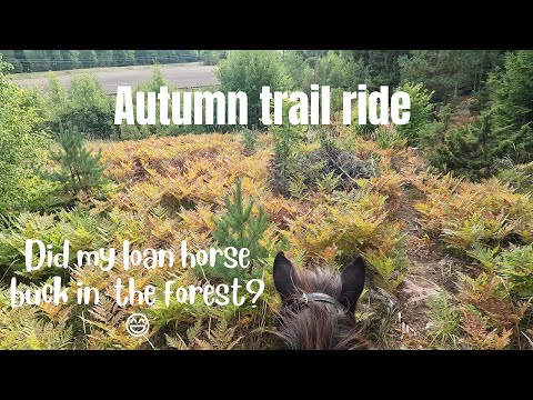 Autumn trail ride (did he buck? 😅) | GoPro Hero 10 | Icelandic Horse Adventures
