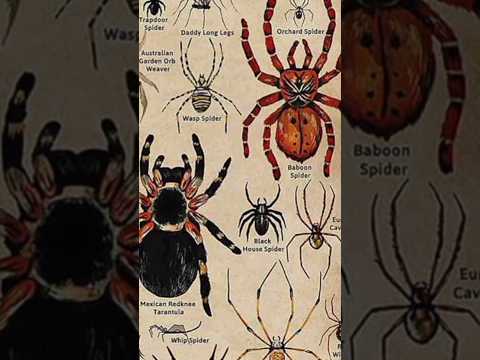 TYPES OF SPIDER|TRAPDOOR SPIDER|PART 1|#CREATURE @MrBeast