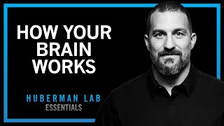 How Your Brain Works & Changes | Huberman Lab Essentials