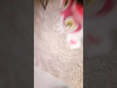 Foxy's treasure hunt 3