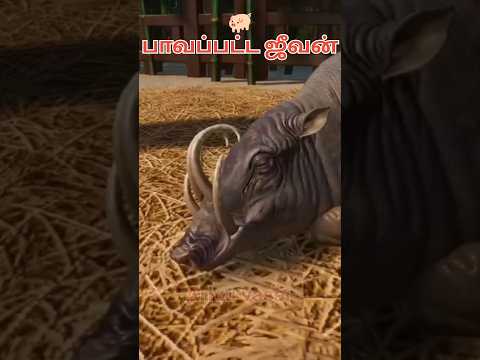 Babirusa- Pig-Deer species #explanationintamil #facts #animals #babirusa