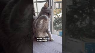 Mellow biting 🩵 #mellow #cat #kitten #cartoon #cute #catnames #mycat #kitty #pets #cartooncat