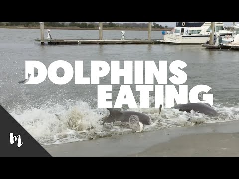 Watching Dolphins Eat in Charleston, SC
