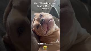 Funny American Bully 😩😂| #americanbully #dog #puppy #cutedog #shorts #viral #abkc #funnydogs