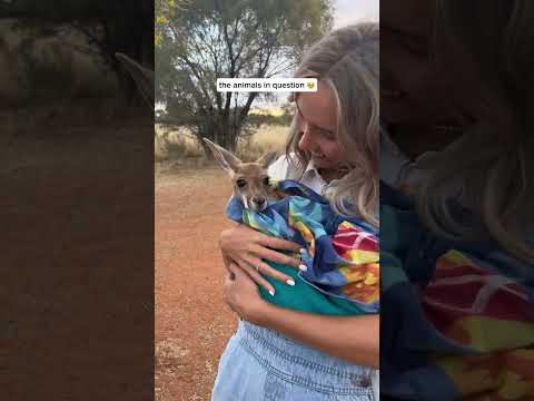 How can you say no to these little faces 🥲 #australiananimals #seeaustralia #travelaustralia