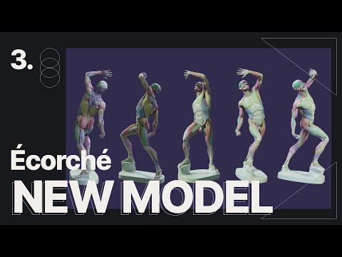 3D Anatomy Model For Artists - Écorché | by Anatomy For Sculptors