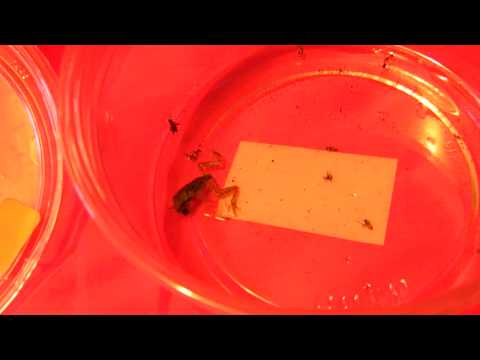 Baby Tree Frog Feed!