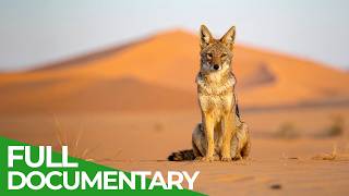 Desert Warriors: Nature's Ultimate Survivors | Free Documentary Nature