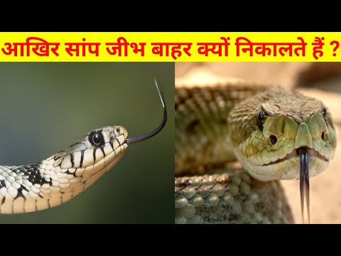 साँप अपनी जीभ बार-बार क्यों निकलता है,सांप की जीभ कटी हुई क्यों होती है यह भी जान लो कोई नही बतायेगा