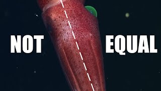Why This Squid Has Two Different Eyes (Asymmetry in the Ocean)