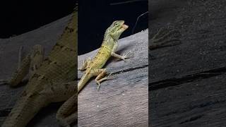 Rare Chameleon | Girgit #nature #insects #chameleon #wood