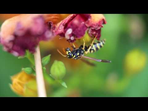 Yellow Jacket