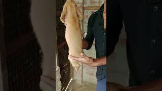 #doglover 🥰#statusvideo #whatsapp 😱#cutestatus 🥰🐕