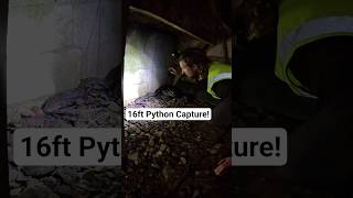 16ft Reticulated Python Catch #python #snake #wildlife #puertorico #nature #reticulatedpython #retic