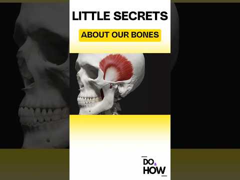 Little secrets about our bones !