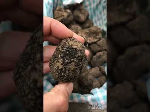 Good working dog 🐶 #short #shorts #foryou #dog #truffle #fypシ #shortsviral #viral #fyp #hunting