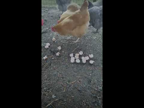 I EDITED CHICKELODEN’S CHICKENS!! @Chickeloden