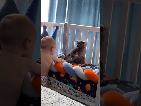 this cat treated the baby like a t-rex #comedy #catvideos #catlovers #shortsvideo