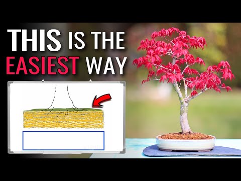 The Simplest Method to repot is NOT slip-potting. It's this.