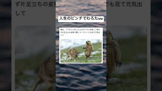 顔からしてわかるよな？www  #ピンチ #動物 #バズれ #最高のシーン