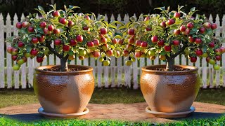 The most lethal technique for grafting Apple tree / How to Growing tree