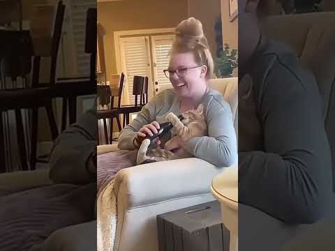 super cute cats 🎬✨#SnappyWorld#Shorts#Kittens #CuteCats #FunnyKittens#Cat#Meow#meo#viral #funny#cute